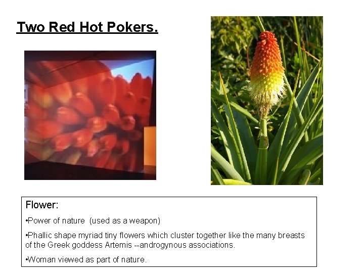 Two Red Hot Pokers. Flower: • Power of nature (used as a weapon) •