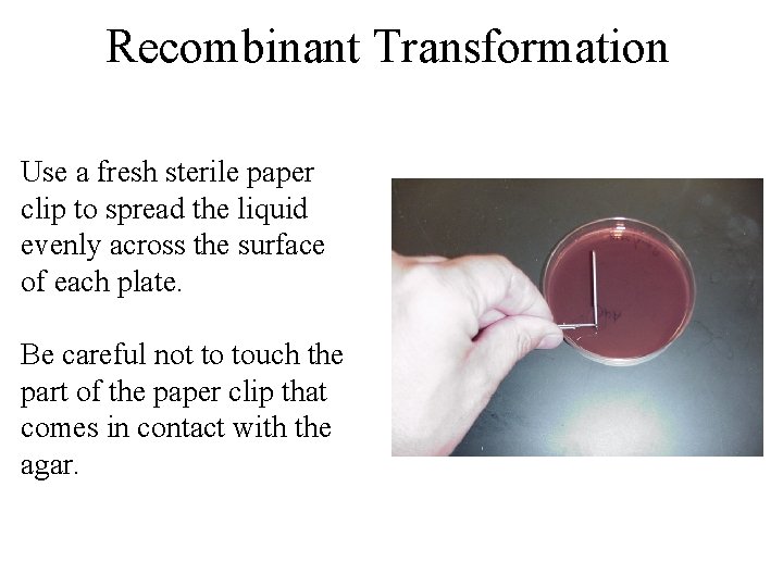 Recombinant Transformation Use a fresh sterile paper clip to spread the liquid evenly across
