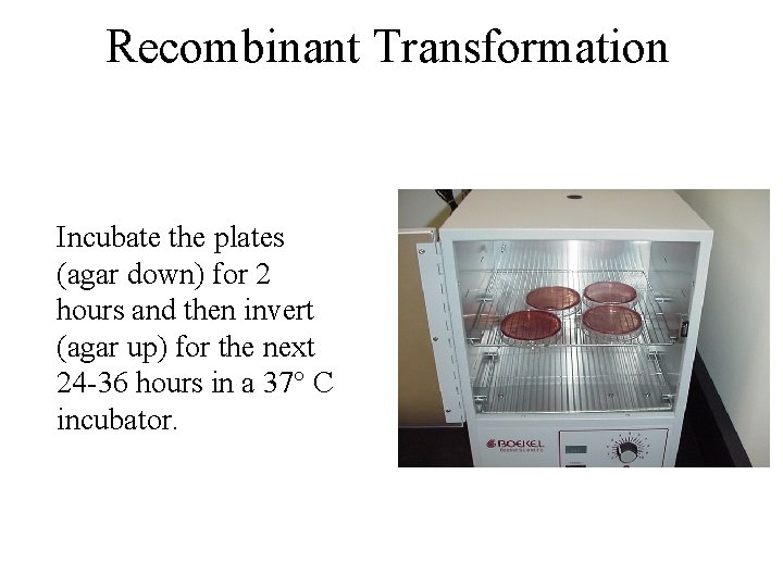 Recombinant Transformation Incubate the plates (agar down) for 2 hours and then invert (agar