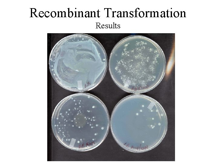 Recombinant Transformation Results Recombinant Transformation Results