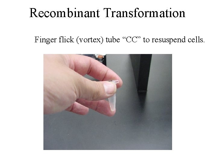 Recombinant Transformation Finger flick (vortex) tube “CC” to resuspend cells. 