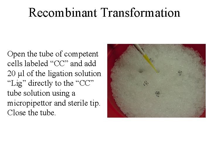 Recombinant Transformation Open the tube of competent cells labeled “CC” and add 20 µl Recombinant Transformation Open the tube of competent cells labeled “CC” and add 20 µl