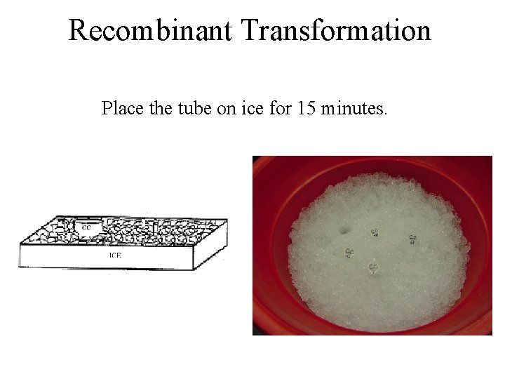 Recombinant Transformation Place the tube on ice for 15 minutes. 