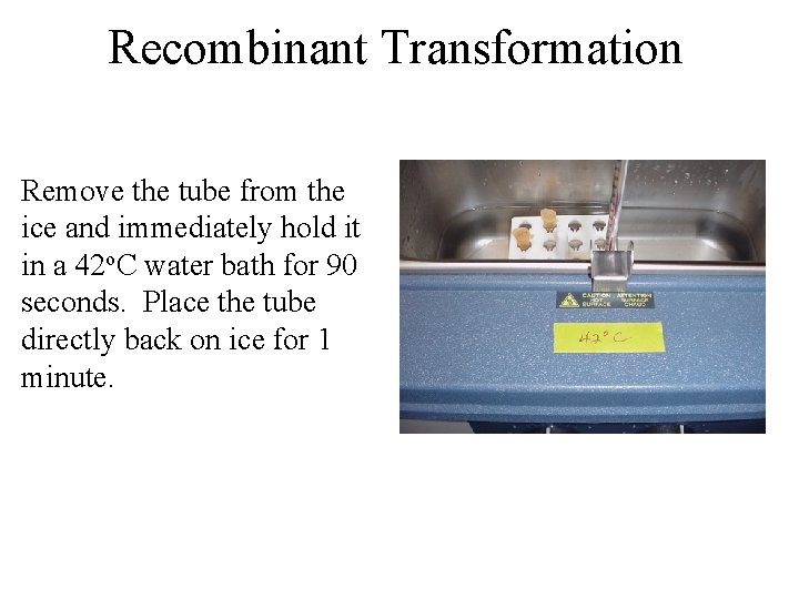 Recombinant Transformation Remove the tube from the ice and immediately hold it in a