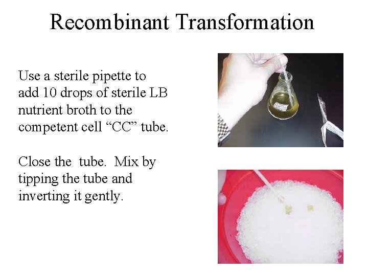 Recombinant Transformation Use a sterile pipette to add 10 drops of sterile LB nutrient Recombinant Transformation Use a sterile pipette to add 10 drops of sterile LB nutrient