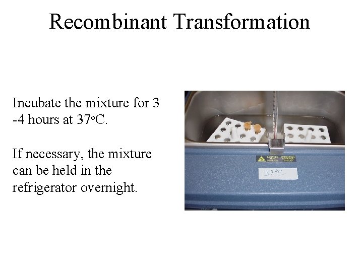 Recombinant Transformation Incubate the mixture for 3 -4 hours at 37 o. C. If