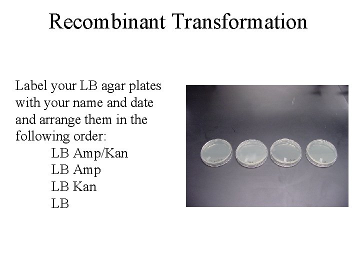 Recombinant Transformation Label your LB agar plates with your name and date and arrange Recombinant Transformation Label your LB agar plates with your name and date and arrange