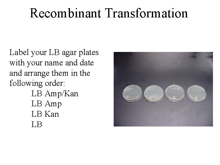 Recombinant Transformation Label your LB agar plates with your name and date and arrange