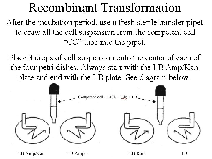 Recombinant Transformation After the incubation period, use a fresh sterile transfer pipet to draw Recombinant Transformation After the incubation period, use a fresh sterile transfer pipet to draw