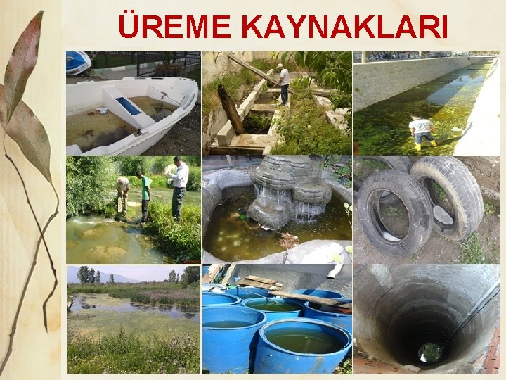 ÜREME KAYNAKLARI 