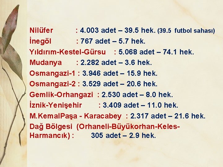 Nilüfer : 4. 003 adet – 39. 5 hek. (39. 5 futbol sahası) İnegöl