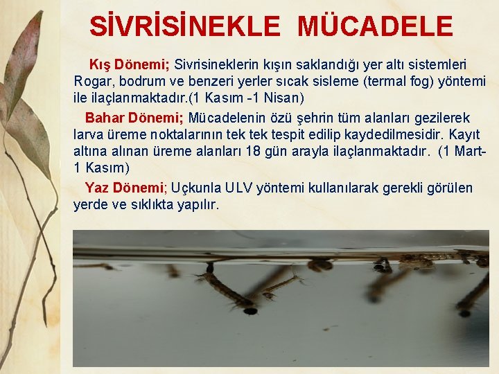 SİVRİSİNEKLE MÜCADELE Kış Dönemi; Sivrisineklerin kışın saklandığı yer altı sistemleri Rogar, bodrum ve benzeri