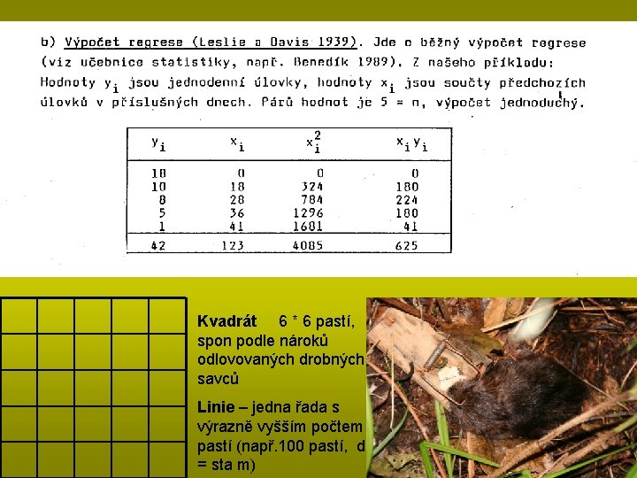 Kvadrát 6 * 6 pastí, spon podle nároků odlovovaných drobných savců Linie – jedna