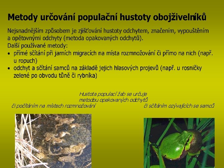 Hustota populací žab se určuje metodou opakovaných odchytů či počítáním na místech rozmnožování či