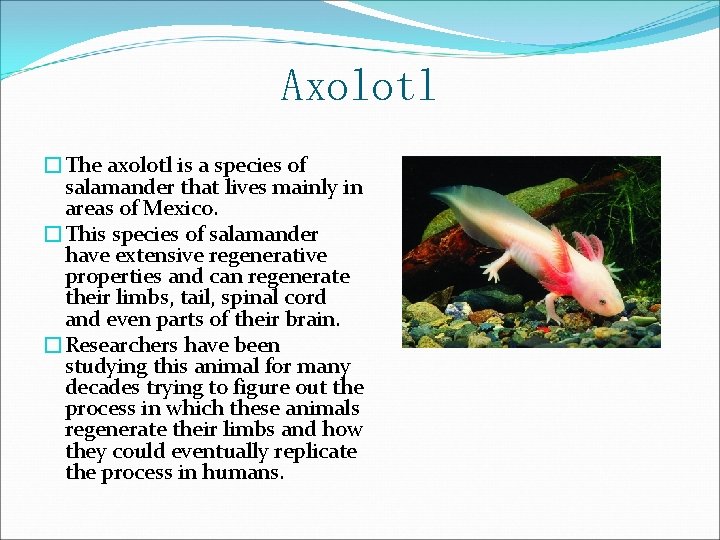 Axolotl �The axolotl is a species of salamander that lives mainly in areas of