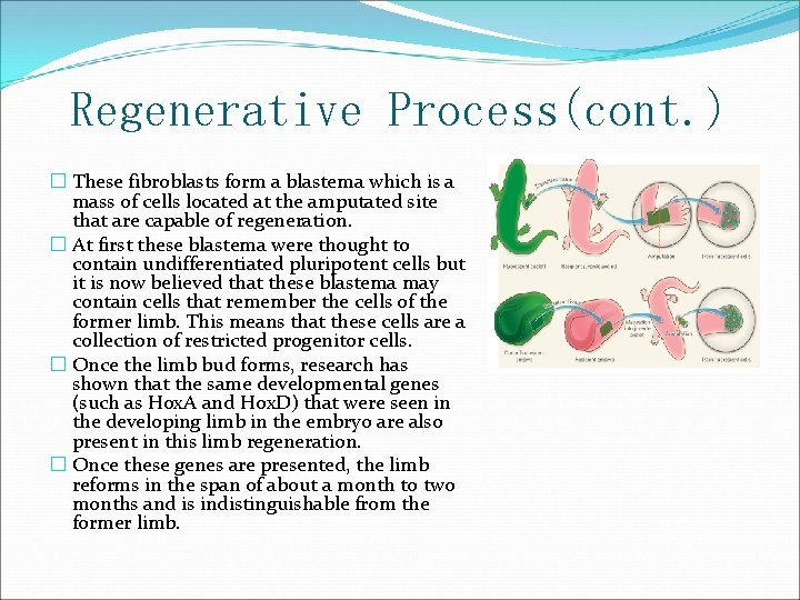 Regenerative Process(cont. ) � These fibroblasts form a blastema which is a mass of
