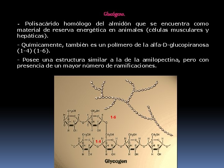 Glucógeno. - Polisacárido homólogo del almidón que se encuentra como material de reserva energética