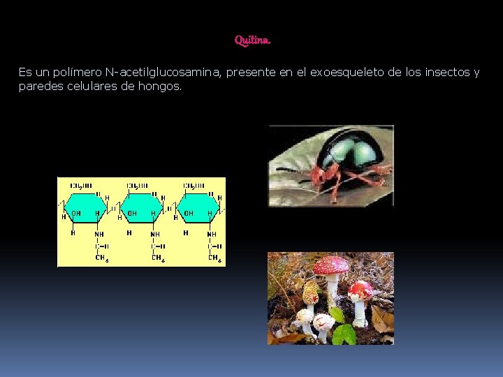 Quitina. Es un polímero N-acetilglucosamina, presente en el exoesqueleto de los insectos y paredes