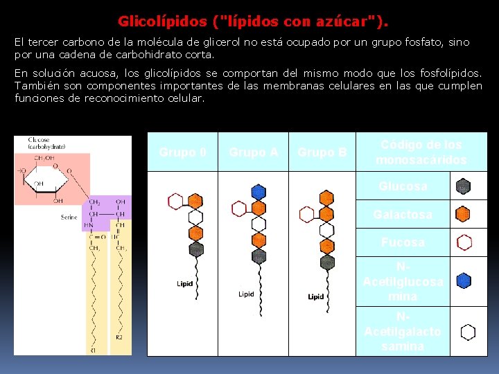 Glicolípidos ("lípidos con azúcar"). El tercer carbono de la molécula de glicerol no está