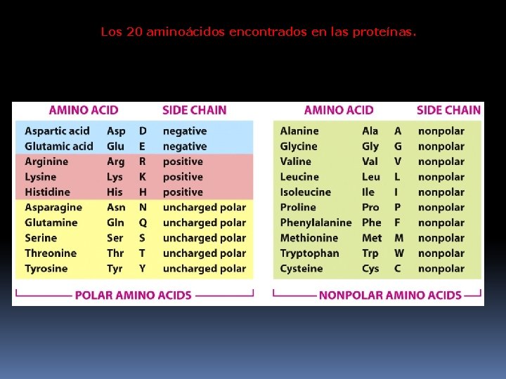 Los 20 aminoácidos encontrados en las proteínas. 