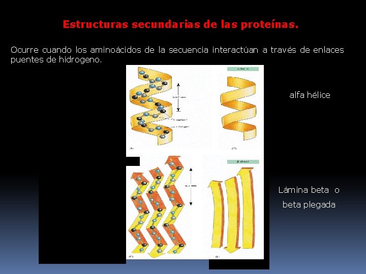 Estructuras secundarias de las proteínas. Ocurre cuando los aminoácidos de la secuencia interactúan a