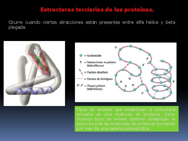 Estructuras terciarias de las proteínas. Ocurre cuando ciertas atracciones están presentes entre alfa hélice