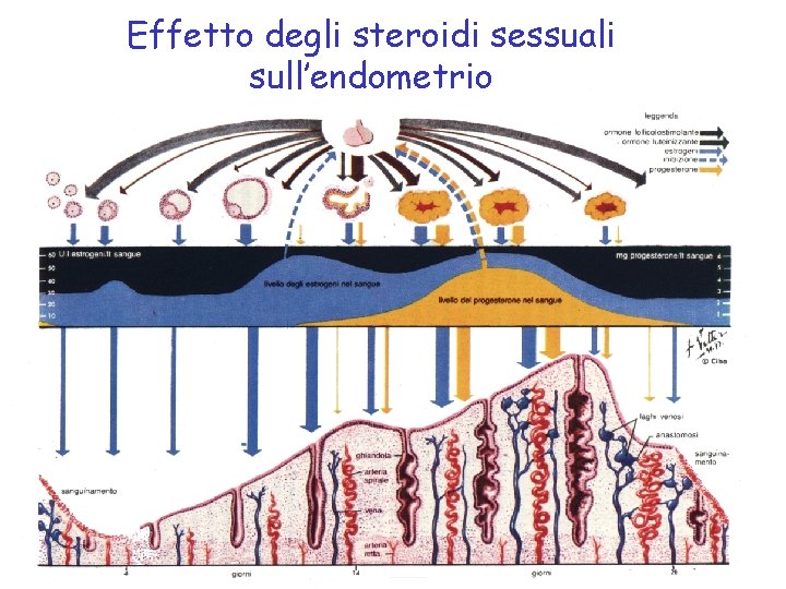 Effetto degli steroidi sessuali sull’endometrio 