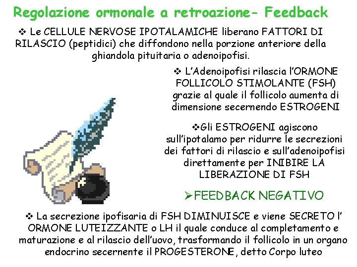 Regolazione ormonale a retroazione- Feedback v Le CELLULE NERVOSE IPOTALAMICHE liberano FATTORI DI RILASCIO