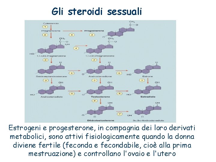 Gli steroidi sessuali Estrogeni e progesterone, in compagnia dei loro derivati metabolici, sono attivi