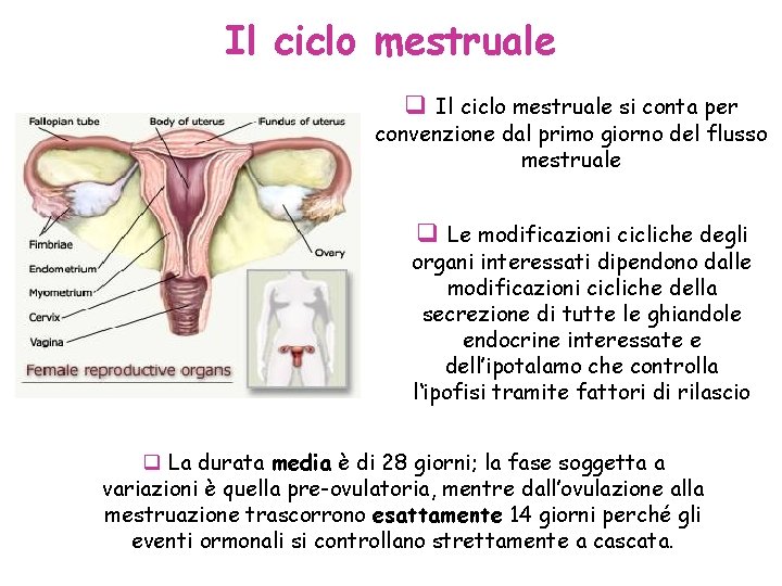 Il ciclo mestruale q Il ciclo mestruale si conta per convenzione dal primo giorno