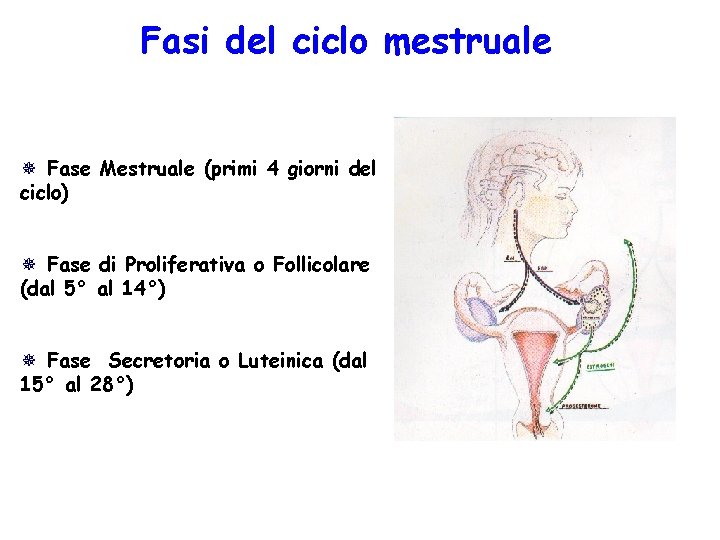 Fasi del ciclo mestruale ¯ Fase Mestruale (primi 4 giorni del ciclo) ¯ Fase