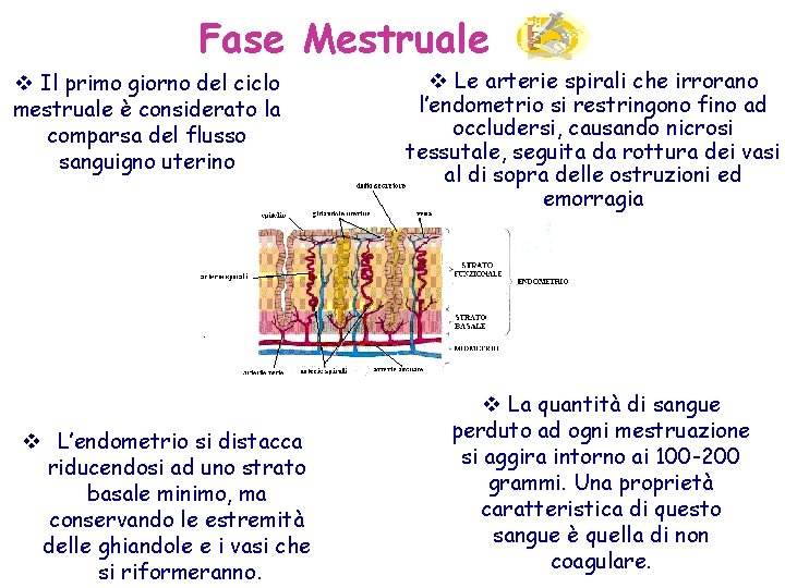 Fase Mestruale v Il primo giorno del ciclo mestruale è considerato la comparsa del