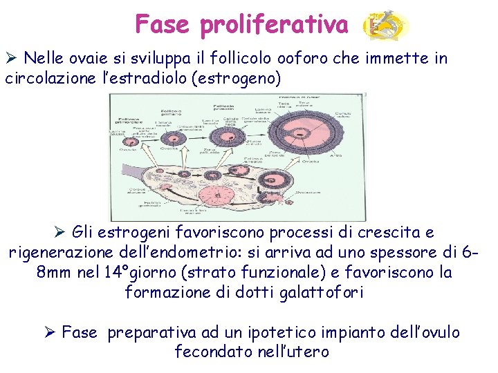 Fase proliferativa Ø Nelle ovaie si sviluppa il follicolo ooforo che immette in circolazione