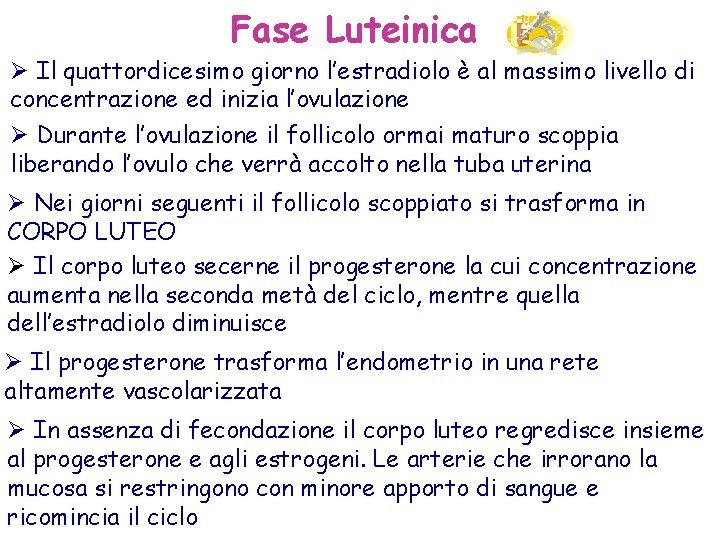 Fase Luteinica Ø Il quattordicesimo giorno l’estradiolo è al massimo livello di concentrazione ed