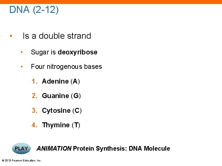 DNA (2 -12) • Is a double strand • Sugar is deoxyribose • Four