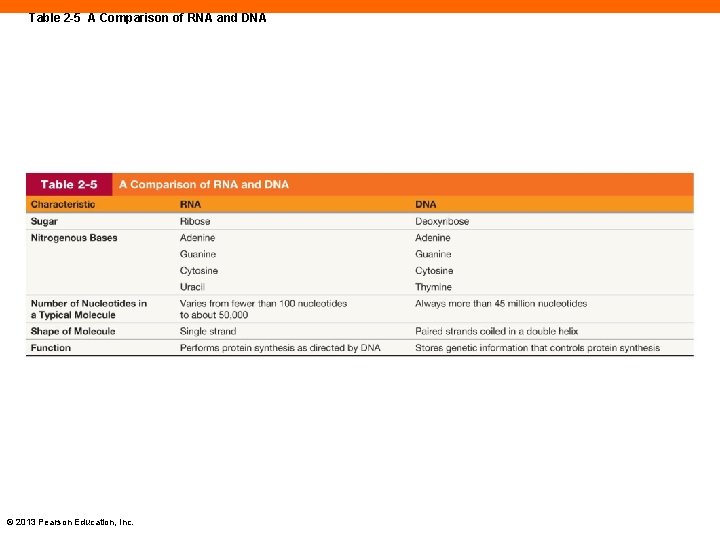 Table 2 -5 A Comparison of RNA and DNA © 2013 Pearson Education, Inc.