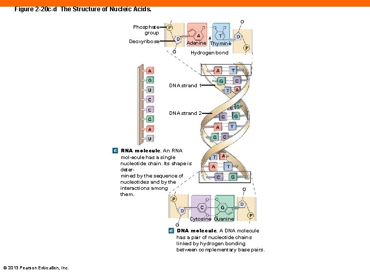 Figure 2 -20 c-d The Structure of Nucleic Acids. Phosphate group Deoxyribose Adenine Thymine