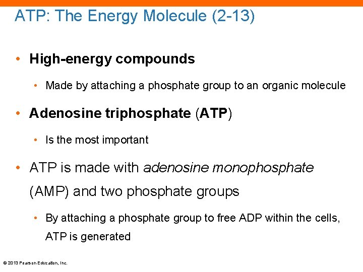 ATP: The Energy Molecule (2 -13) • High-energy compounds • Made by attaching a