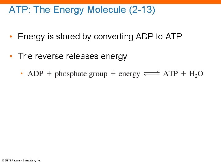 ATP: The Energy Molecule (2 -13) • Energy is stored by converting ADP to