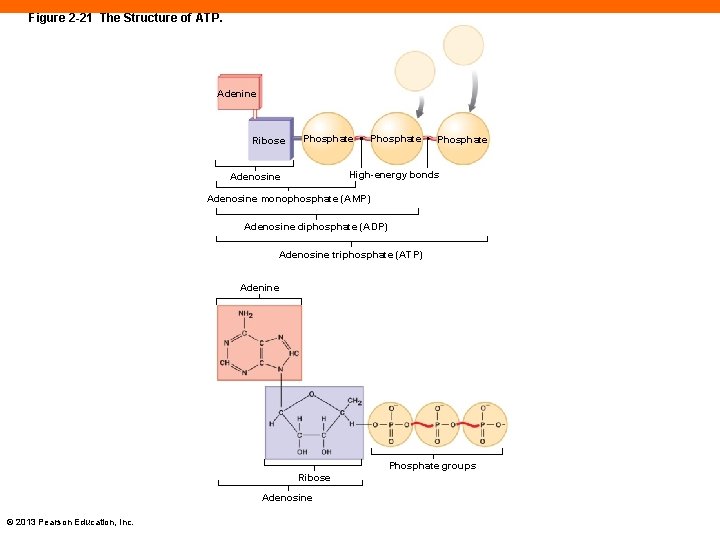 Figure 2 -21 The Structure of ATP. Adenine Ribose Phosphate High-energy bonds Adenosine monophosphate