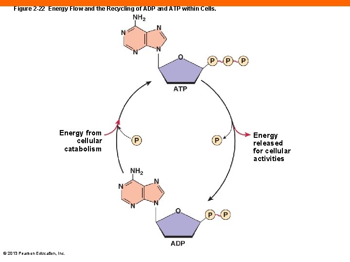 Figure 2 -22 Energy Flow and the Recycling of ADP and ATP within Cells.