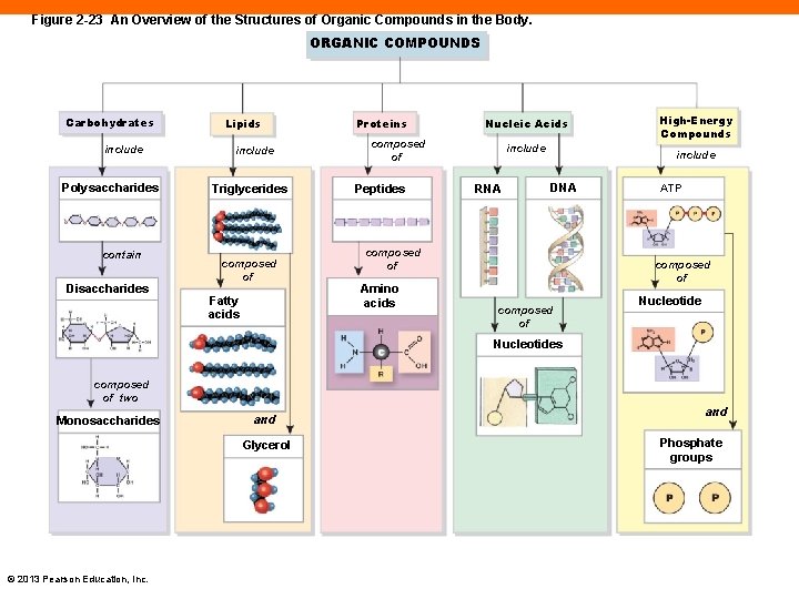 Figure 2 -23 An Overview of the Structures of Organic Compounds in the Body.