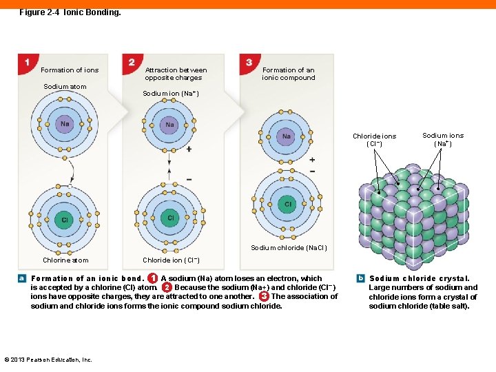 Figure 2 -4 Ionic Bonding. Formation of ions Sodium atom Attraction between opposite charges