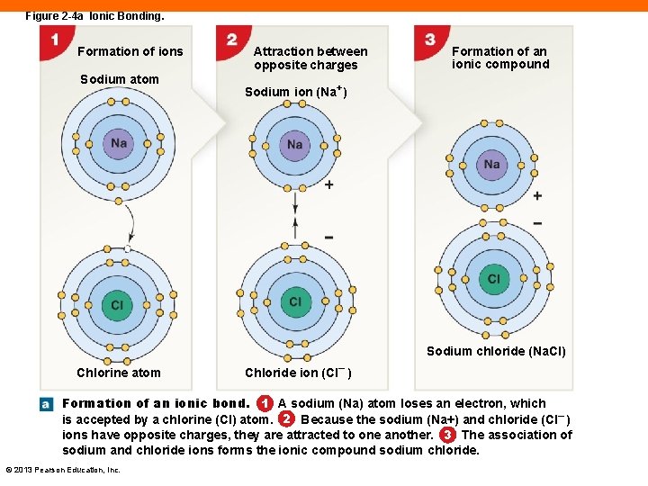 Figure 2 -4 a Ionic Bonding. Formation of ions Sodium atom Attraction between opposite