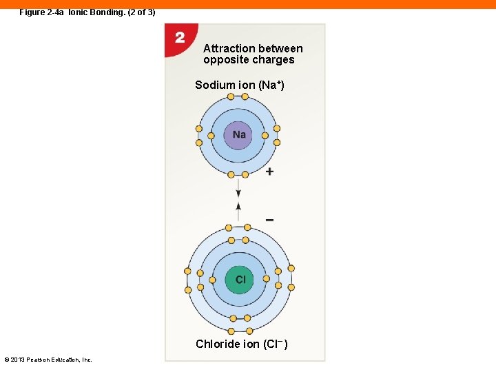 Figure 2 -4 a Ionic Bonding. (2 of 3) Attraction between opposite charges Sodium