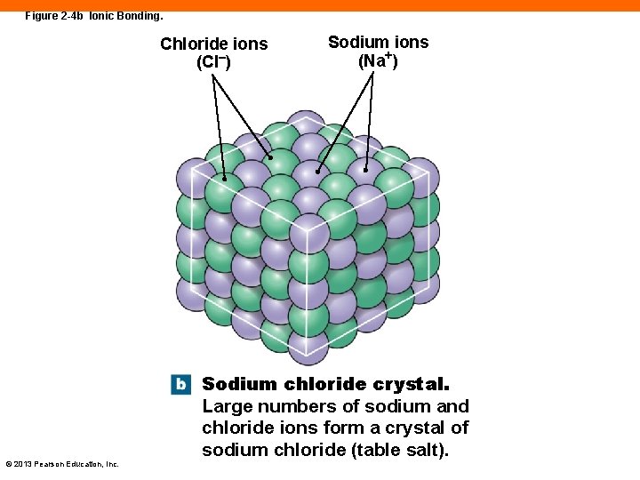 Figure 2 -4 b Ionic Bonding. Chloride ions (Cl–) © 2013 Pearson Education, Inc.