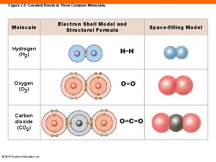Figure 2 -5 Covalent Bonds in Three Common Molecules. Molecule Hydrogen (H 2) Oxygen