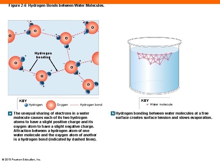 Figure 2 -6 Hydrogen Bonds between Water Molecules. Hydrogen bonding KEY Hydrogen Oxygen Hydrogen