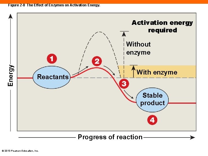 Figure 2 -8 The Effect of Enzymes on Activation Energy. Activation energy required Energy