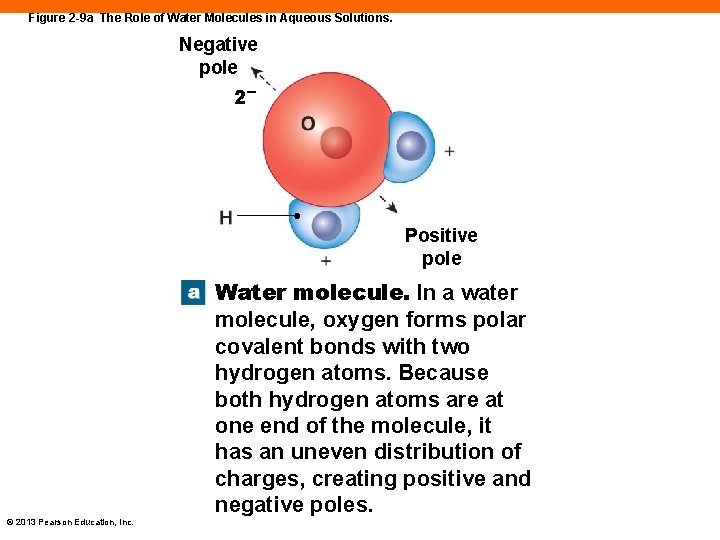 Figure 2 -9 a The Role of Water Molecules in Aqueous Solutions. Negative pole